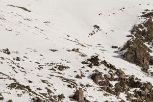 snow leopard